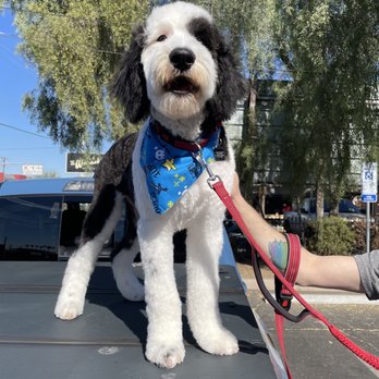 Smelly Dog - Handsome devil Carl - Pet Groomers Near Me - Phoenix, Arizona