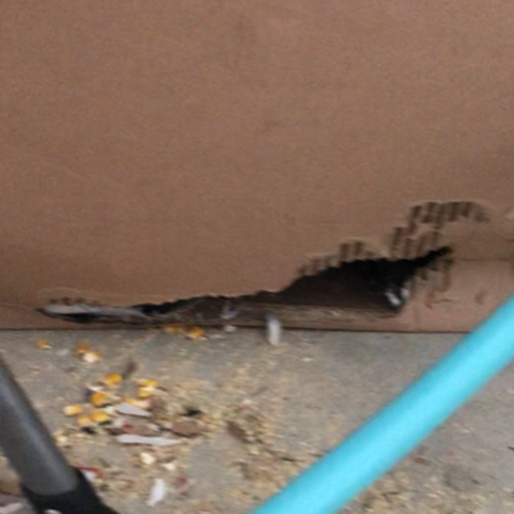 Ten Oaks Storage - Helotes - Rodent feces and box damage. - Self Storage Near Me - Helotes, Texas Ten Oaks Storage - Helotes - Rodent feces and box damage. - Self Storage Near Me - Helotes, Texas