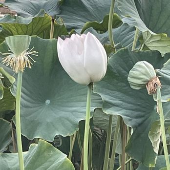 Lotus Pond - Lotus flowers from the lotus pond. - Public Markets Near Me - Sanger, California