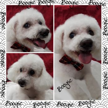 Doggy A Go Go - Boogie !!!! - Pet Groomers Near Me Doggy A Go Go - Boogie !!!! - Pet Groomers Near Me