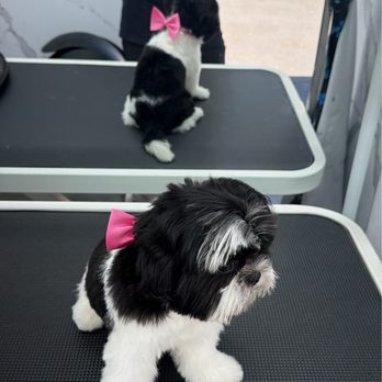 Pet Spa Luxe - Pet Groomers Near Me - El Sobrante , California Pet Spa Luxe - Pet Groomers Near Me - El Sobrante , California