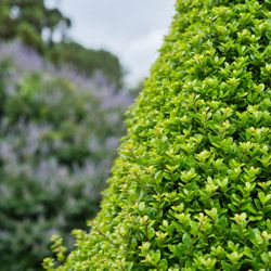 Deep Cut Gardens