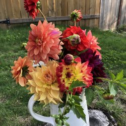 Farmer Mark provided clippers and let me wander his wife's beautiful dahlia garden to clip my own dahlias for $0.50-cents a stem!