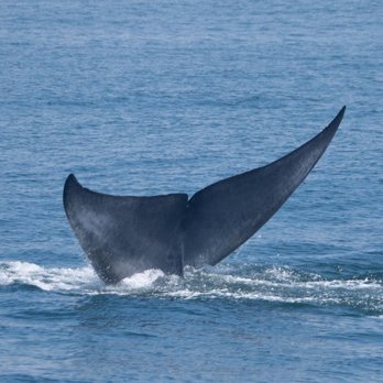 Condor Express Whale Watching - Blue whale waving to us. - Boat Charters Near Me - Santa Barbara, California