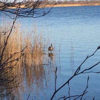 Trustom Pond Wildlife Refuge - Goose peekaboo - Hiking Near Me - Washington, Rhode Island Trustom Pond Wildlife Refuge - Goose peekaboo - Hiking Near Me - Washington, Rhode Island