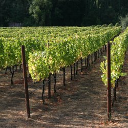 Portola Vineyards
