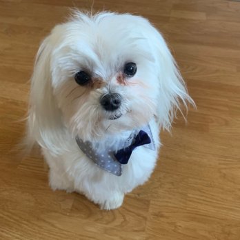4 Paws Grooming - Meet Boston - Pet Groomers Near Me - Lancaster, California 4 Paws Grooming - Meet Boston - Pet Groomers Near Me - Lancaster, California