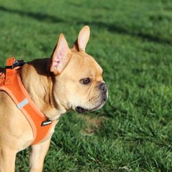 Irvine Central Bark Dog Park