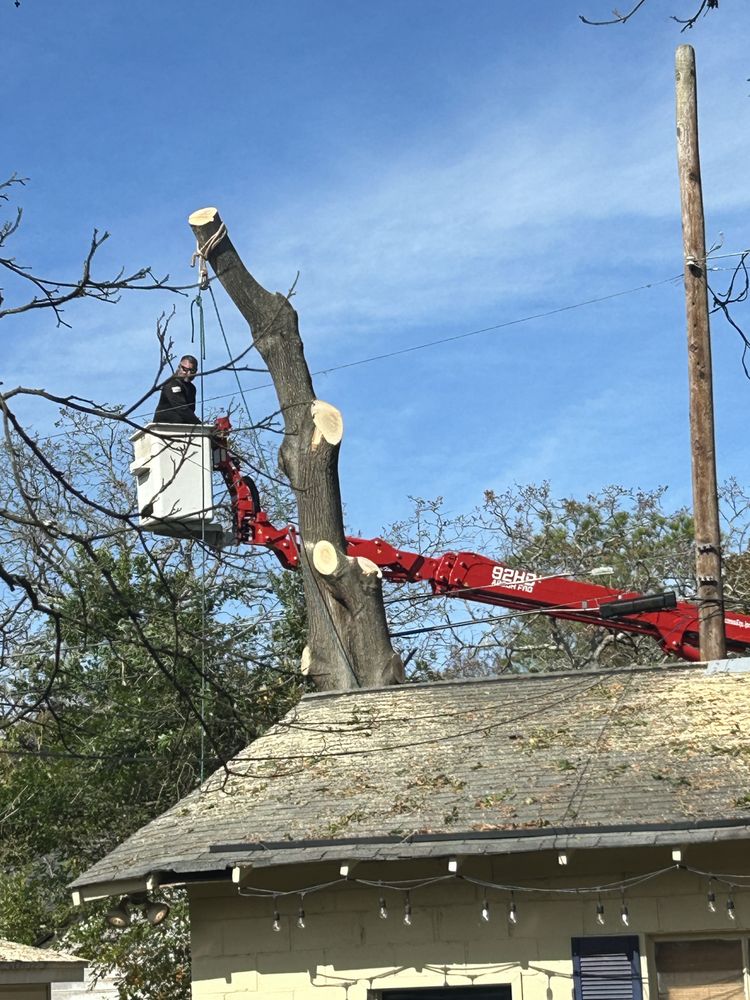 Boozers Tree Service - tree service in Columbia, SC