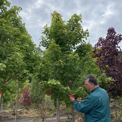 Steinkopf Nursery - John helping me pick my trees