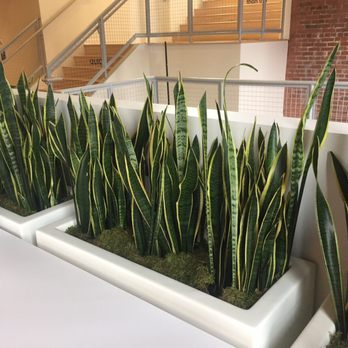 Plantscape Designs - Sanseveria office plants - Holiday Decorating Services Near Me - Stoneham, Massachusetts