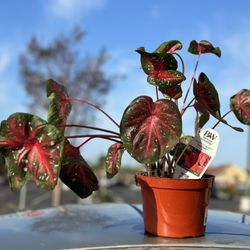 Grocery Outlet - Omg love this new plant