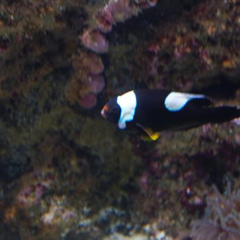 Via Aquarium - Aquariums Near Me - Schenectady, New York Via Aquarium - Aquariums Near Me - Schenectady, New York
