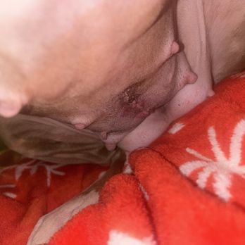 Chatta Neuter - Post emergency surgery - Veterinarians Near Me - Chattanooga, Tennessee