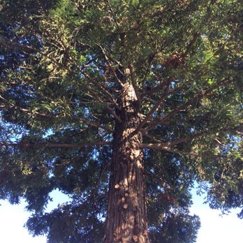 H G Tree Service - Tree Services Near Me H G Tree Service - Tree Services Near Me