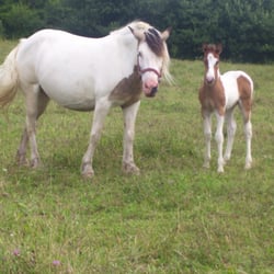 Maybury Brook Stables - Proud new Mama Lacy with her adorable foal Scout