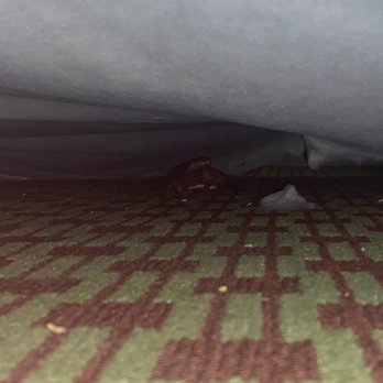 DoubleTree by Hilton Hotel Williamsburg - Chicken wing under bed. - Hotels Near Me - Williamsburg, Virginia DoubleTree by Hilton Hotel Williamsburg - Chicken wing under bed. - Hotels Near Me - Williamsburg, Virginia
