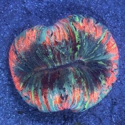 Beautiful Wellso with a strong feeding response. Very healthy coral! Beautiful Wellso with a strong feeding response. Very healthy coral!