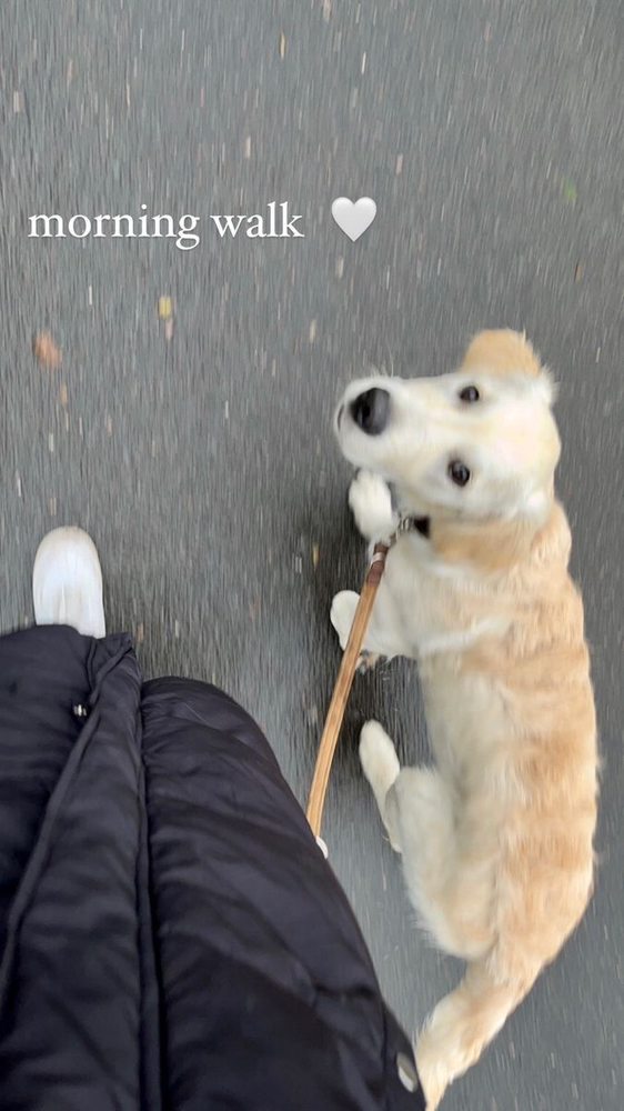 Dog Walking - pet boarding facility in Chicago, IL