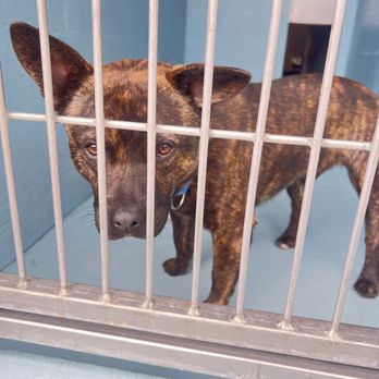 Irvine Animal Care Center - Before I took him home!! - Animal Shelters Near Me - Irvine, California Irvine Animal Care Center - Before I took him home!! - Animal Shelters Near Me - Irvine, California