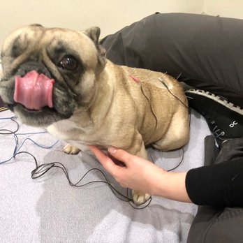 Coastal Holistic Complementary Veterinary Services - Poppy getting acupuncture with Dr. Kari - Veterinarians Near Me - Pacifica, California
