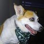 Photo of American School Of Dog Grooming