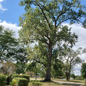 Reyes Tree Services - It was a very large, old tree. The base is about 4-5 ft across. - Tree Services Near Me - Benton Harbor, Michigan Reyes Tree Services - It was a very large, old tree. The base is about 4-5 ft across. - Tree Services Near Me - Benton Harbor, Michigan