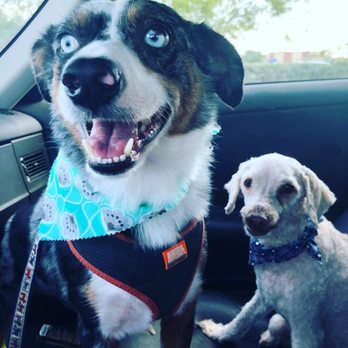 Happy Pawz - Pet Boarding Near Me - Helotes, Texas