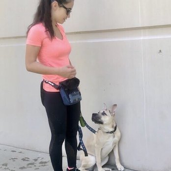 CANIS - Behavior and Training - Pet Training Near Me - Tarzana, California CANIS - Behavior and Training - Pet Training Near Me - Tarzana, California