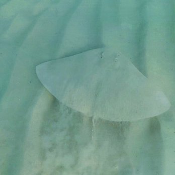 Sunrise Beach Condominium - We were really happy (and a little scared) to see this guy! - Hotels Near Me - Panama City Beach, Florida