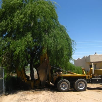 Tree Relocators - Where it was moved to - Tree Services Near Me - Scottsdale, Arizona