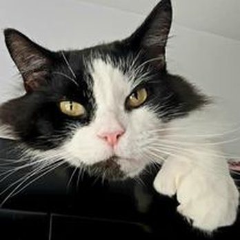 Gateway Animal Clinic - Ms. Panda Paws is a very good patient & super sweet. - Veterinarians Near Me - Cleveland, Ohio Gateway Animal Clinic - Ms. Panda Paws is a very good patient & super sweet. - Veterinarians Near Me - Cleveland, Ohio