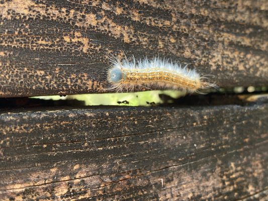 Sawgrass Lake Park by null