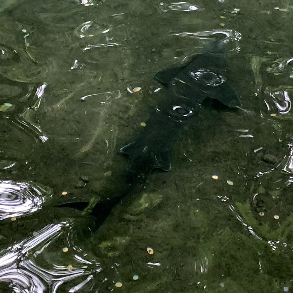 Bonneville Dam Fish Hatchery - 05.26.19 sturgeon in the pond - Aquariums Near Me - Cascade Locks, Oregon Bonneville Dam Fish Hatchery - 05.26.19 sturgeon in the pond - Aquariums Near Me - Cascade Locks, Oregon