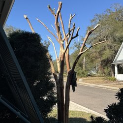 Young's Tree Service & Stump Removal