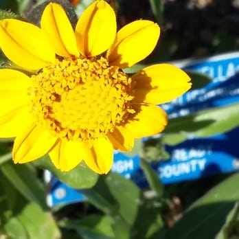 Regional Parks Botanic Garden at Tilden - Spring 2016 - Botanical Gardens Near Me - Berkeley, California