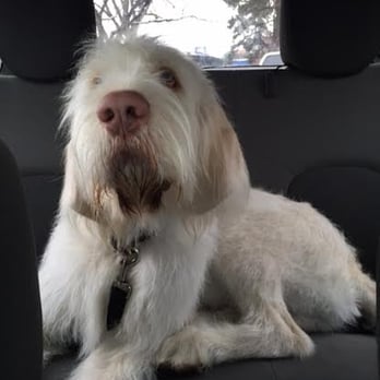 Muddy Paws Bathhouse - Carol did a great job with Opie. Thanks again ! - Pet Groomers Near Me - Wheat Ridge, Colorado Muddy Paws Bathhouse - Carol did a great job with Opie. Thanks again ! - Pet Groomers Near Me - Wheat Ridge, Colorado