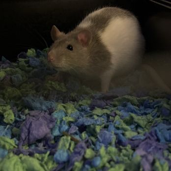PetSmart - This is Tara Nova, she is the rat that gets really defensive and tries to bite, bc she is afraid of someone hurting her sister. - Pet Training Near Me - Charlottesville, Virginia PetSmart - This is Tara Nova, she is the rat that gets really defensive and tries to bite, bc she is afraid of someone hurting her sister. - Pet Training Near Me - Charlottesville, Virginia