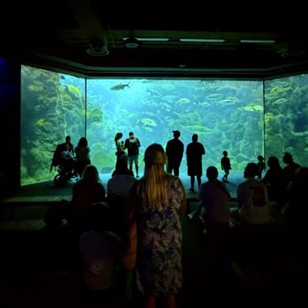 The Florida Aquarium - Large windows providing views into the large tank - Aquariums Near Me - Tampa, Florida