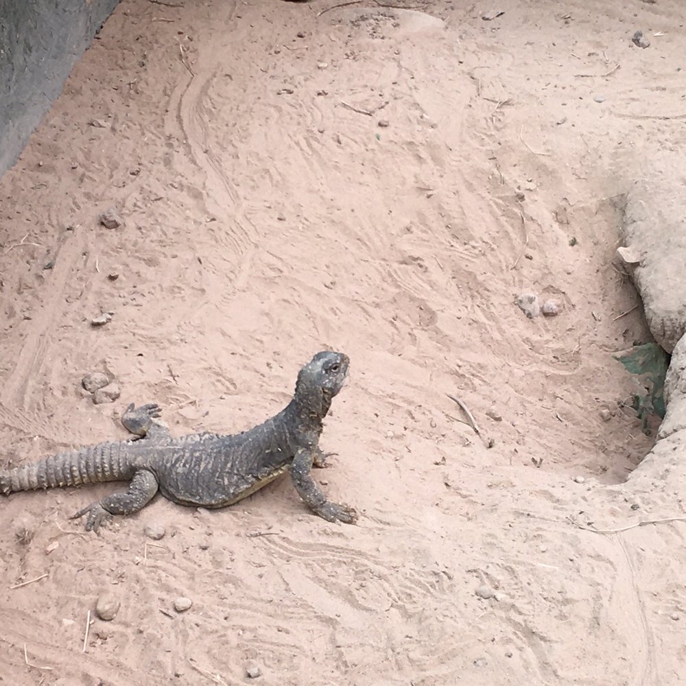 TEXAS REPTILE ZOO 37 Photos & 14 Reviews Fm 20, Bastrop, TX Yelp