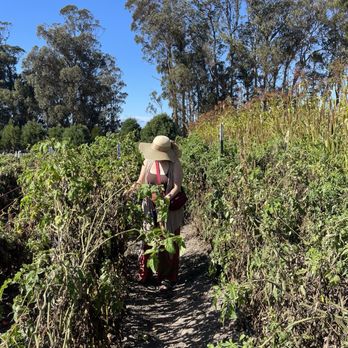 Rancho Siempre Verde - Tomatoes for days - Christmas Trees Near Me - Pescadero, California Rancho Siempre Verde - Tomatoes for days - Christmas Trees Near Me - Pescadero, California
