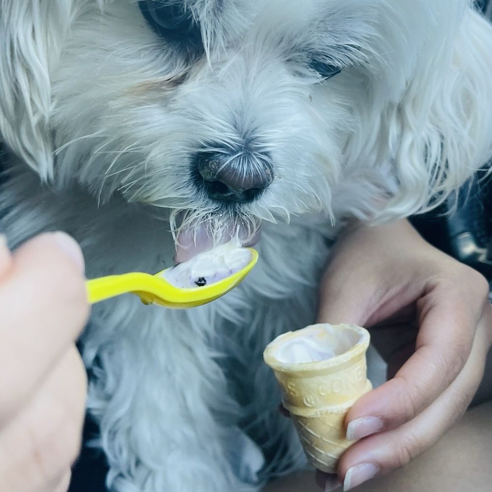 Andy's Frozen Custard - Ice Cream & Frozen Yogurt Near Me - Aurora, Colorado