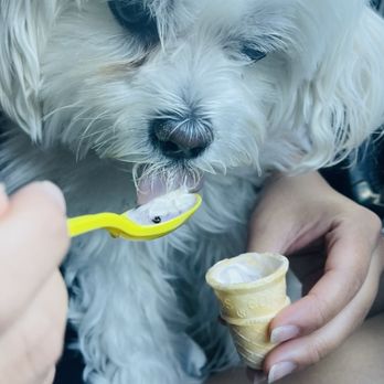 Andy's Frozen Custard - Ice Cream & Frozen Yogurt Near Me - Aurora, Colorado Andy's Frozen Custard - Ice Cream & Frozen Yogurt Near Me - Aurora, Colorado