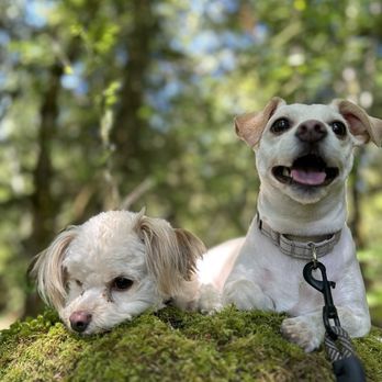 Skagit Canine Club - She took so much photos for updates which we very much appreciated! - Pet Boarding Near Me - Sedro-Woolley, Washington Skagit Canine Club - She took so much photos for updates which we very much appreciated! - Pet Boarding Near Me - Sedro-Woolley, Washington