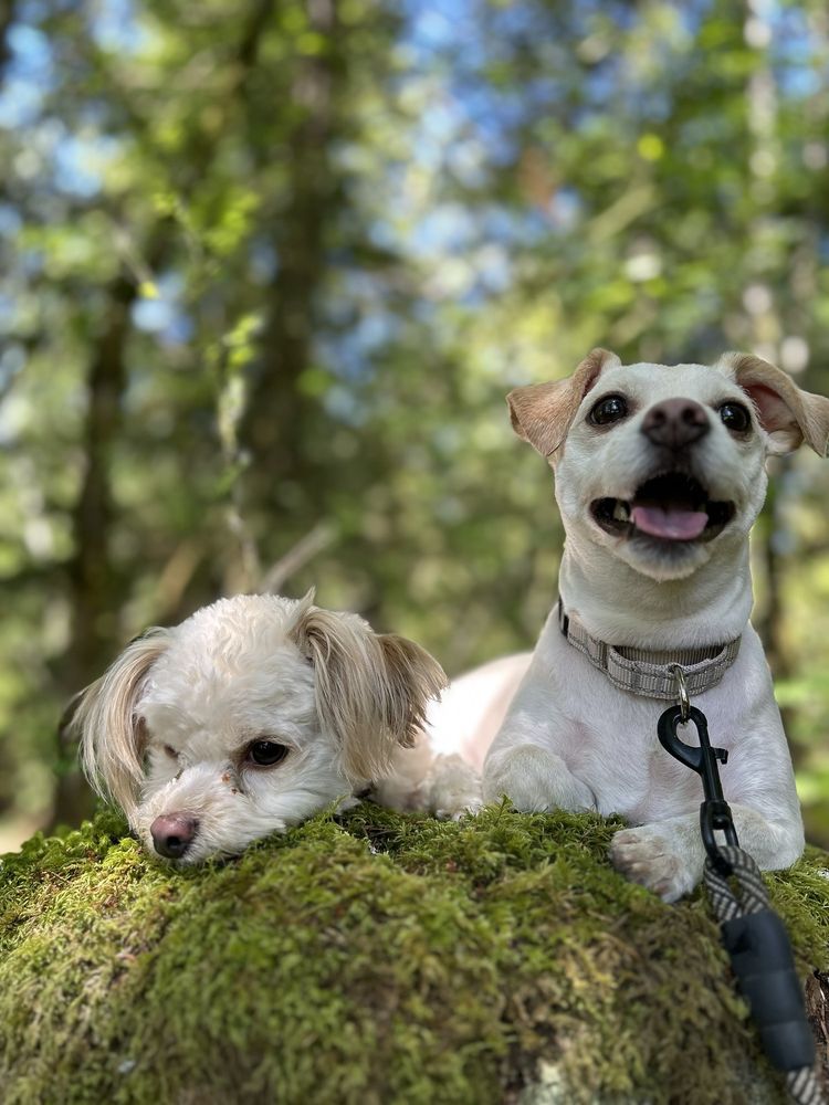 Skagit Canine Club Image