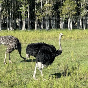 Safari Wilderness Ranch - Tours Near Me - Lakeland, Florida Safari Wilderness Ranch - Tours Near Me - Lakeland, Florida