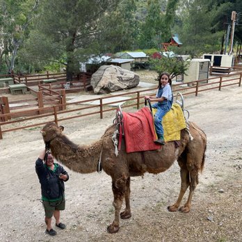 Reptacular Animals - Reptacular's Animal EdVenture Camp - Camel Ride - Party & Event Planning Near Me - Sun Valley, California Reptacular Animals - Reptacular's Animal EdVenture Camp - Camel Ride - Party & Event Planning Near Me - Sun Valley, California