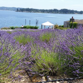 Purple Scent Lavender Farm - Flowers & Gifts Near Me - Bremerton, Washington Purple Scent Lavender Farm - Flowers & Gifts Near Me - Bremerton, Washington