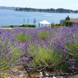 Purple Scent Lavender Farm