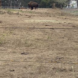 Bison